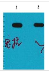 MBP-Tag Polyclonal Antibody