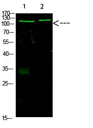 Rb (Acetyl-K873/K874) Polyclonal Antibody