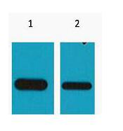 Flag-Tag Monoclonal Antibody
