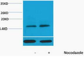 Histone H3 (Phospho Thr11) Polyclonal Antibody