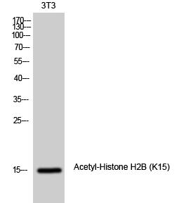Histone H2B (Acetyl Lys15) Polyclonal Antibody