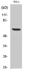 HABP2 Polyclonal Antibody