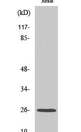 Ephrin-A5 Polyclonal Antibody