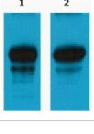 HA-Tag Monoclonal Antibody