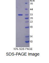 Recombinant Replication Factor C2 (RFC2)