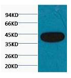 β-actin Monoclonal Antibody