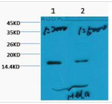 Histone H3 (Tri Methyl Lys79) Monoclonal Antibody(3G3)