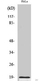 Cleaved-Thrombin APII (R327) Polyclonal Antibody