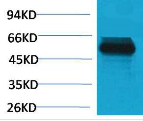 TRIM72 Polyclonal Antibody