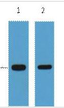 GFP-Tag Monoclonal Antibody