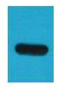 TAP Tag Monoclonal Antibody