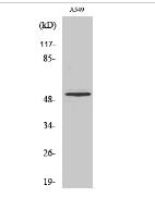 Cleaved-MMP-17 (Q129) Polyclonal Antibody