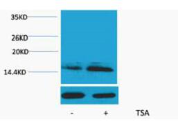 Histone H2B (Acetyl Lys23) Polyclonal Antibody