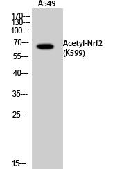 Nrf2 (Acetyl Lys599) Polyclonal Antibody
