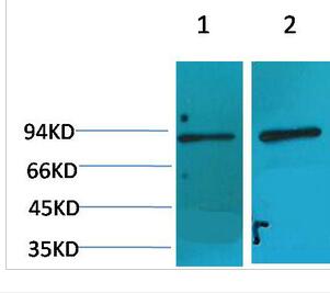 HIF-1β Polyclonal Antibody
