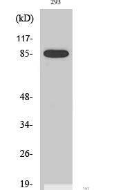 Cleaved-MPO 89k (A49) Polyclonal Antibody
