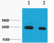Bovine Serum Albumin Polyclonal Antibody