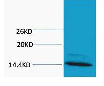 Histone H4 (Mono Methyl Arg3) Polyclonal Antibody
