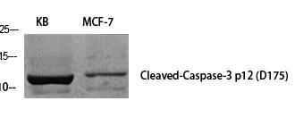 Cleaved-Caspase-3 p12 (D175) Polyclonal Antibody