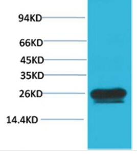 HSP27 Monoclonal Antibody