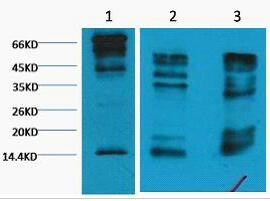Histone H3 (Tri Methyl Lys9) Monoclonal Antibody(2C3)