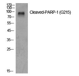 Cleaved-PARP-1 (G215) Polyclonal Antibody