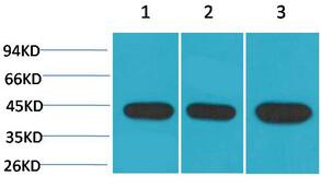 α-SMA Monoclonal Antibody