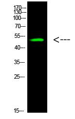 p53 (Acetyl-K305) Polyclonal Antibody