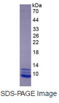 Eukaryotic Macrophage Inflammatory Protein 1 Alpha (MIP1a)