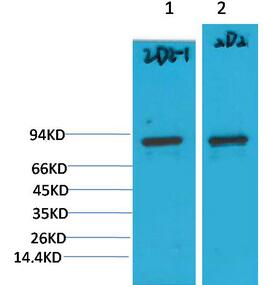 PI3 Kinase P85α Monoclonal Antibody