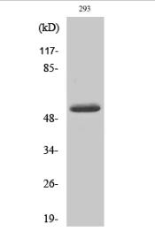 Cleaved-MMP-14 (Y112) Polyclonal Antibody