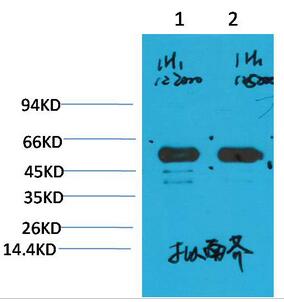 Rubisco (Large Chain) Monoclonal Antibody