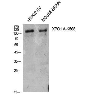 CRM1 (Acetyl Lys568) Polyclonal Antibody