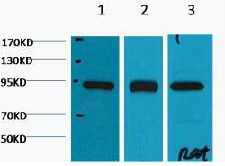 HSP90β Monoclonal Antibody