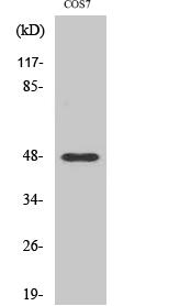 Cleaved-MMP-27 (Y99) Polyclonal Antibody