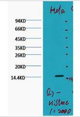 Histone H3 (Di Methyl Lys79) Monoclonal Antibody(Q7)