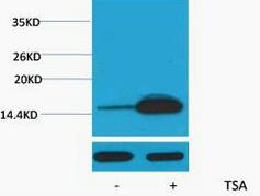 Histone H2B (Acetyl Lys12) Polyclonal Antibody