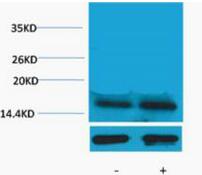 Histone H3 (Phospho Thr45) Polyclonal Antibody