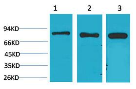 p70 S6 kinase α Polyclonal Antibody