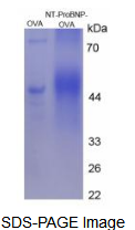 OVA Conjugated Osteocalcin (OC)