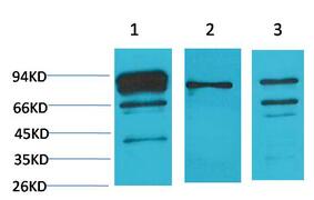 Calnexin Polyclonal Antibody