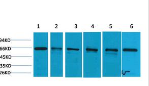 AMPKα1 Polyclonal Antibody
