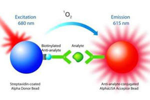 Catalysis and Sulfa Drug Resistance in Dihydropteroate Synthase