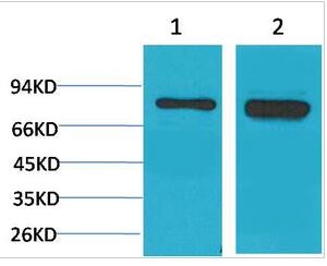 p70 S6 kinase α Polyclonal Antibody