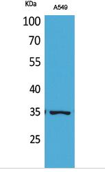Ref-1 (Acetyl Lys6) Polyclonal Antibody