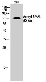 BMAL1 (Acetyl Lys538) Polyclonal Antibody