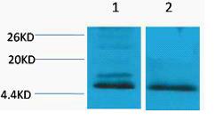 Histone H4 (Di Methyl Lys59) Polyclonal Antibody
