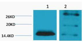 Histone H2B (Di Methyl Lys5) Polyclonal Antibody