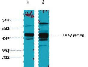 Western blot analysis of 1) Hela, 2) 293T, diluted at 1:3000.