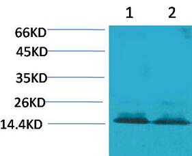 Histone H3 Polyclonal Antibody